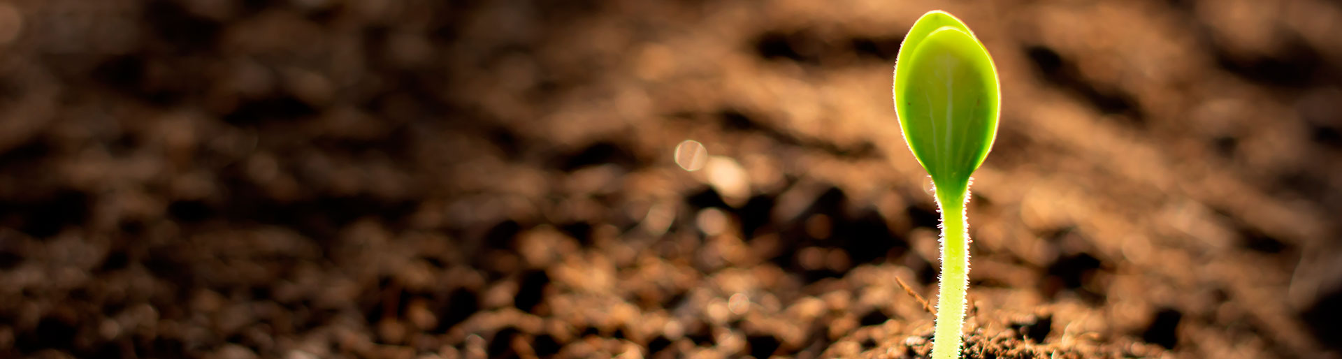 banner-contacto