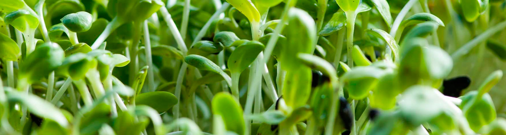 cabecera-forrajeras01